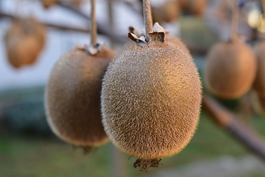 kiwi, fruit, foods, food, food and drink, focus on foreground, kiwi - fruit, healthy eating, close-up, brown