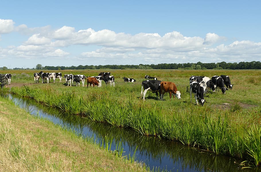 landscape, cow, mammal, fauna, cattle, ditch, water, agricultural, meadow, flat