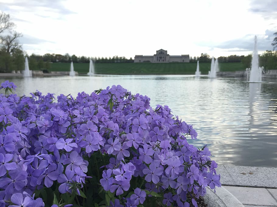 Flower, Purple, Fountain, Garden, Spring, purple flowers, emerson grand basin, water, lake, nature