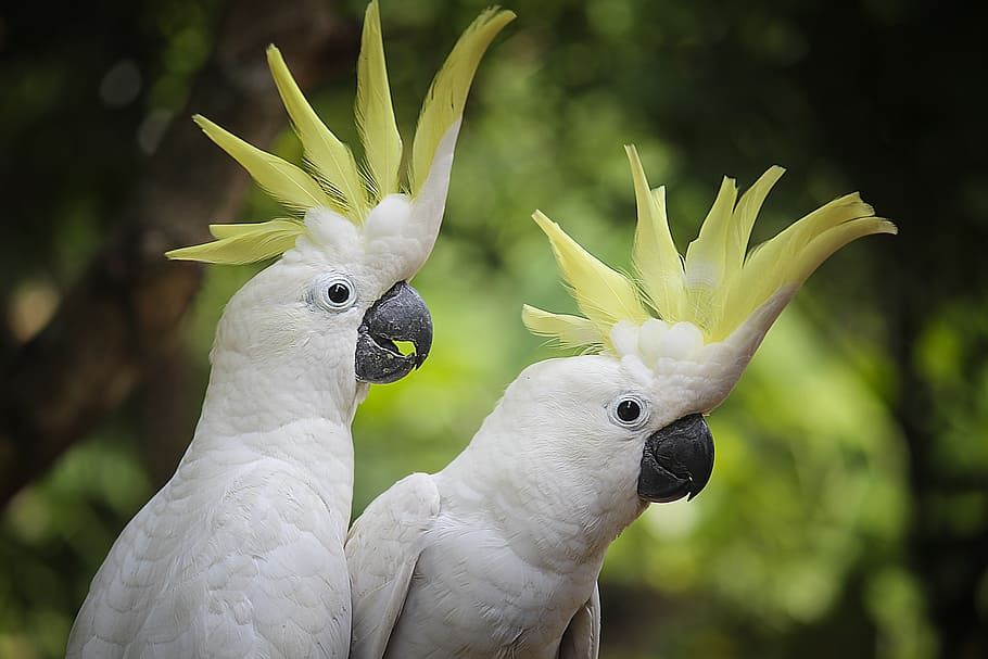 two white parrots, bird, white, parrot, animals, view, older sibling, nature, animal themes, animal