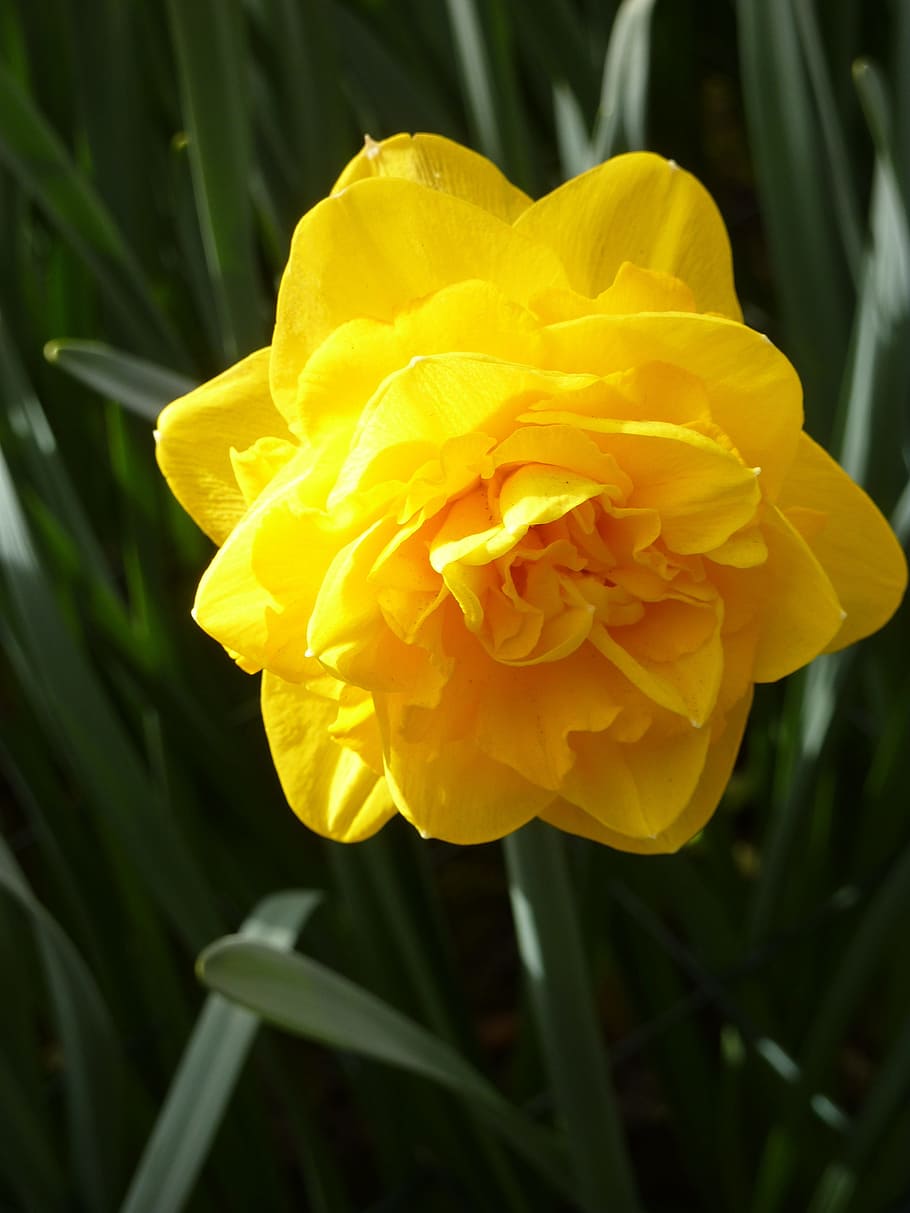 tulip, keukenhof, musim semi, mekar, tanaman, tulip bed, bunga, belanda, taman, april