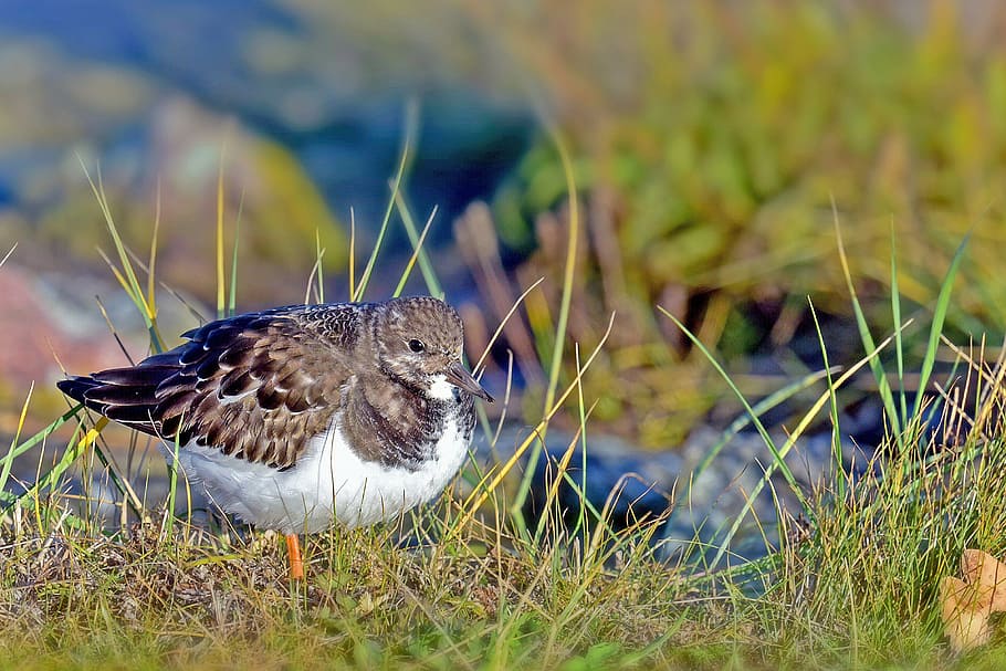 stone waltz, waders, birds, north sea, nature, bird, wildlife, animal, outdoors, animals In The Wild