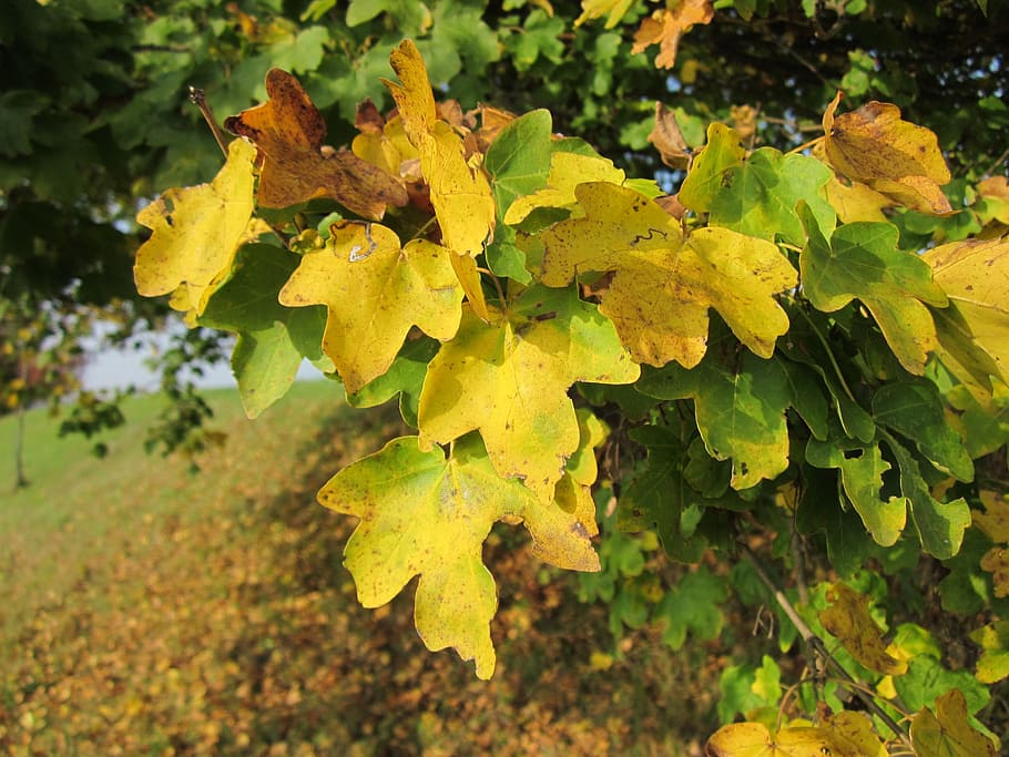 acer campestre, field maple, hedge maple, leaves, tree, autumn, botany, flora, species, plant part