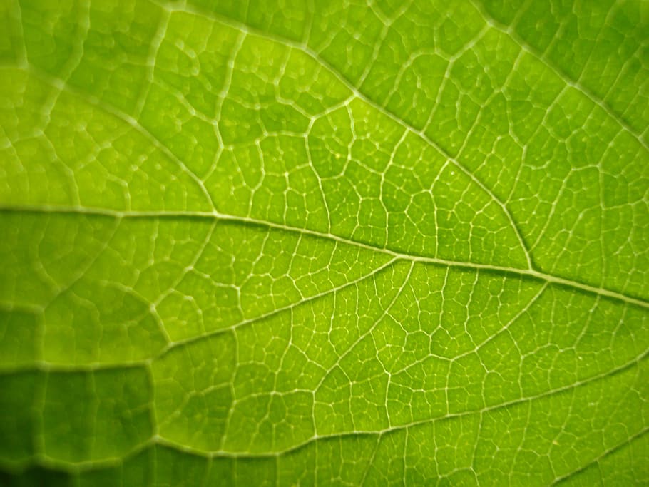 leaf, green, bright, texture, spring, nature, plant, summer, tree, pattern