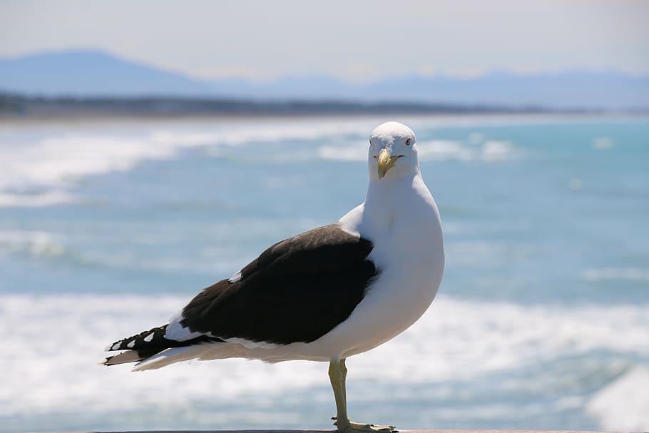 bird, beach, seagull, gannet, sea, animal wildlife, animal, animal themes, animals in the wild, one animal