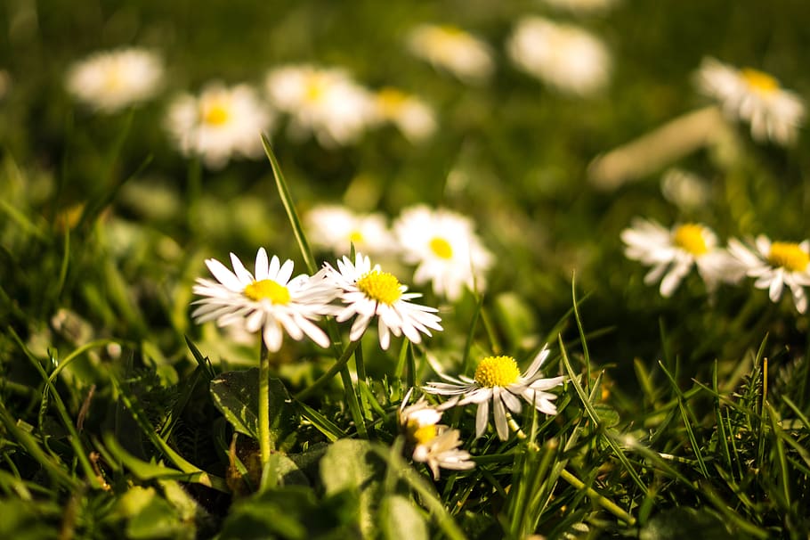 daisies, flowers, flowering plant, flower, freshness, plant, beauty in nature, fragility, vulnerability, growth