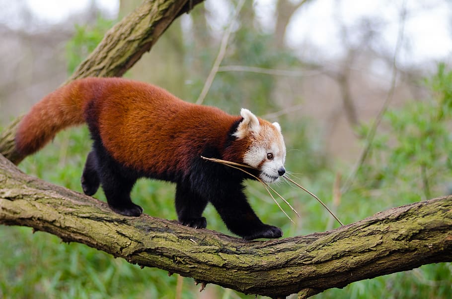 Red Panda, red panda biting stick, animal themes, animal wildlife, one animal, animal, tree, animals in the wild, mammal, branch