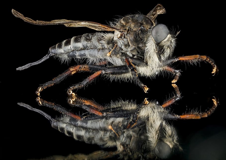 fly, macro, insect, bug, robber fly, assassin fly, mounted, portrait, wings, eye