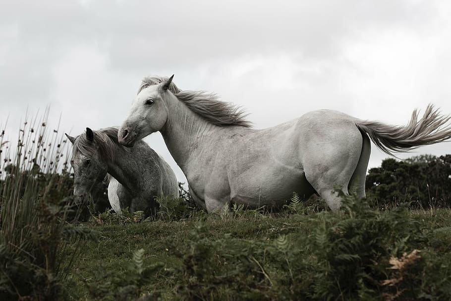 blanco, gris, caballos, campo de hierba, caballo, animal, pradera, nubes, cielo, verde