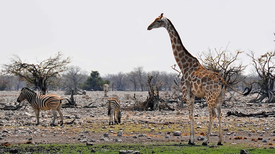 Africa, Namibia, Nature, Dry, national park, animal, wild animal, giraffe, mammal, zebra