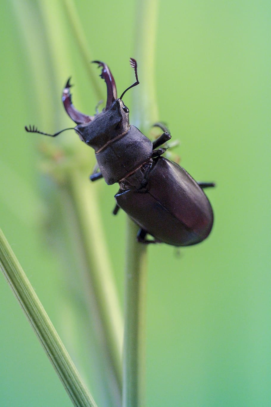 kumbang rusa, ekstensi, serangga, exoskeleton, mulut, kuat, invertebrata, alam, hijau, hewan