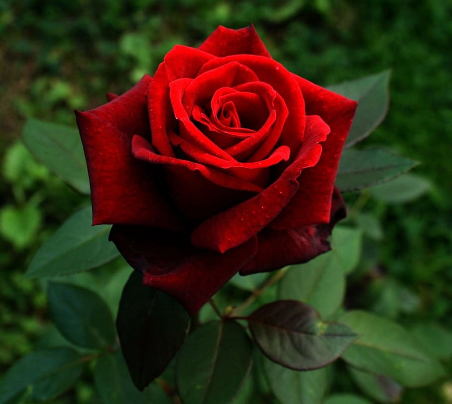 plant, red rose, flower, red, garden, green, love, spike, rose - Flower, nature