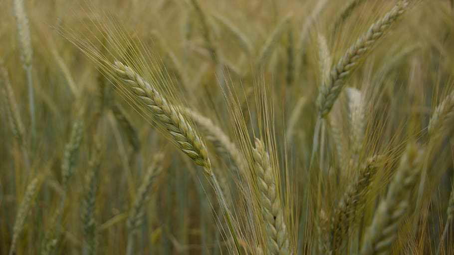 campo, trigo, espigas, campaña, vegetación, pasto, plantaciones, agricultura, cereales, cultivo
