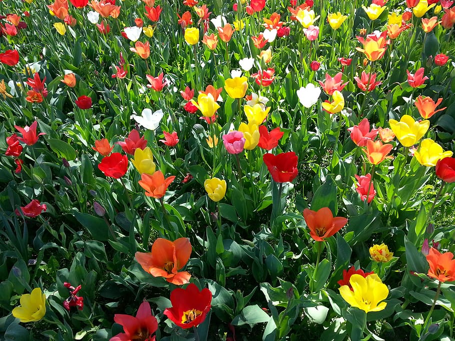 tulips, tulip bed, colorful, spring, bright colours, flower bed, tulpenbluete, april, flowers, lindau