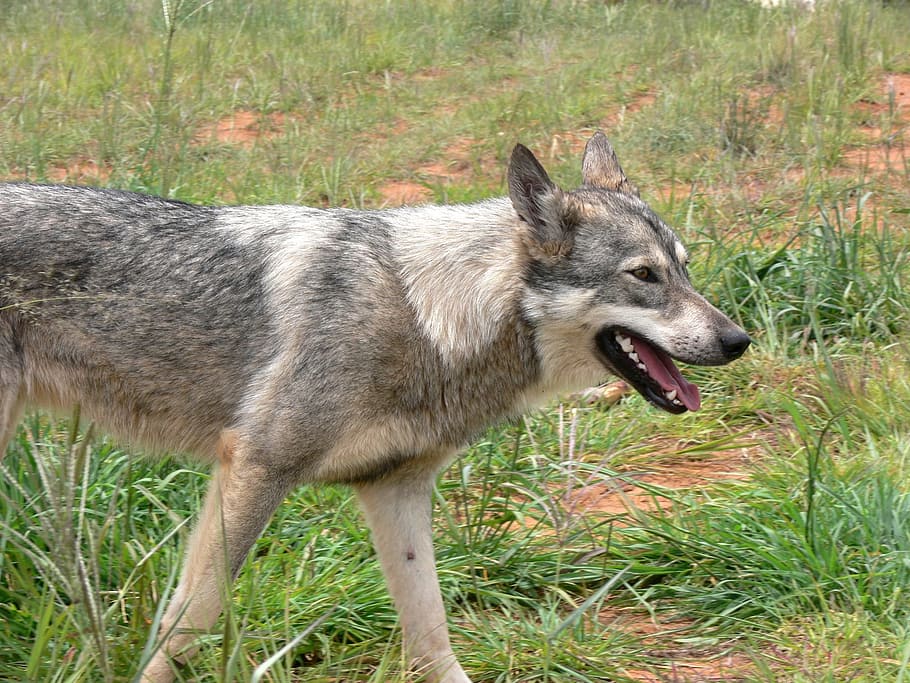 Foto de primer plano, gris, lobo, salvaje, mamífero, canino, piel, peligro, carnívoro, coyote