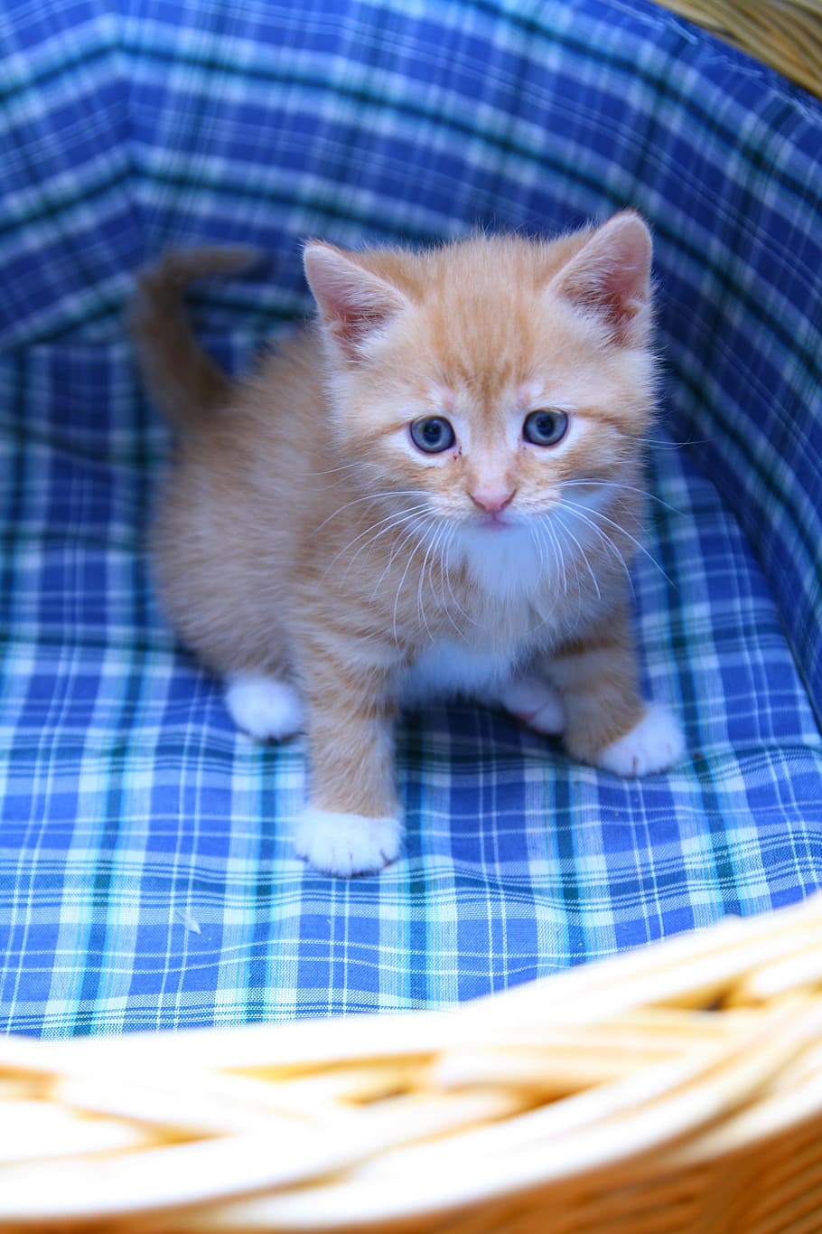 short-fur orange kitten, kitten, cart, sweet, small, cat, mustache, cat whiskers, paws, white