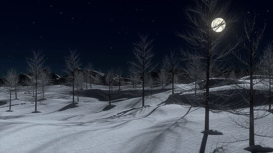 3d, animation, withered, trees, winter season, nighttime, 3D animation, winter, season, snow