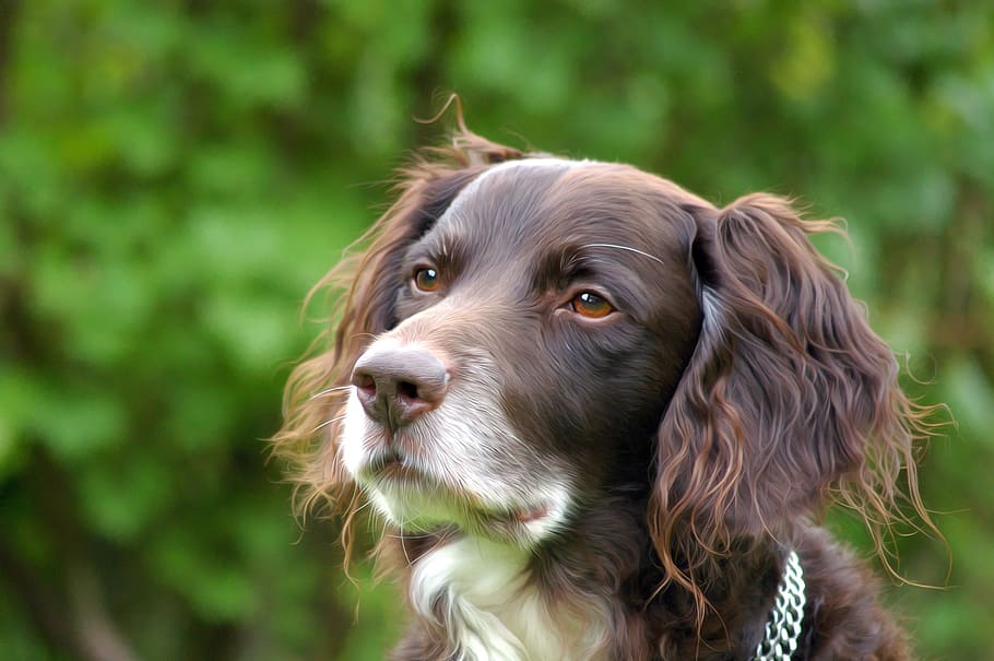 close-up photography, adult, red, white, english springer spaniel puppy, dog, hundeportrait, münsterländer, pet, hide nose
