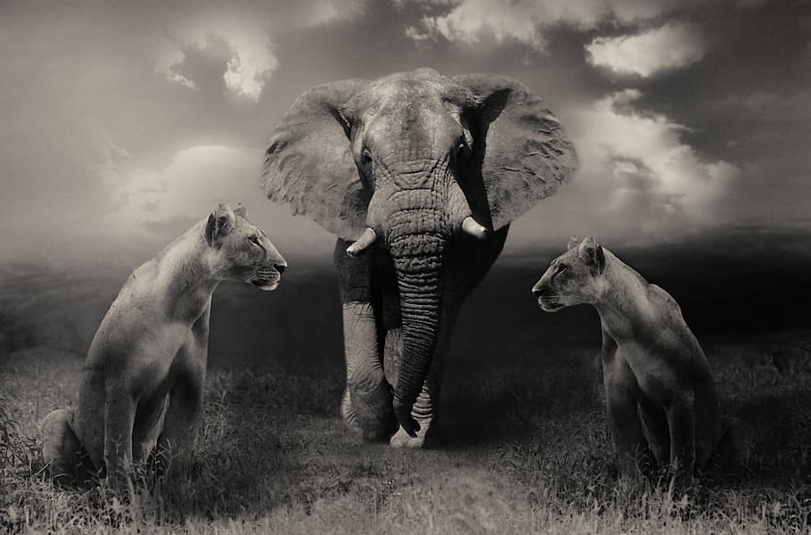 grayscale photo, elephant, tigresses, lionesses, lion, big cats, wildlife, safari, african scene, composition