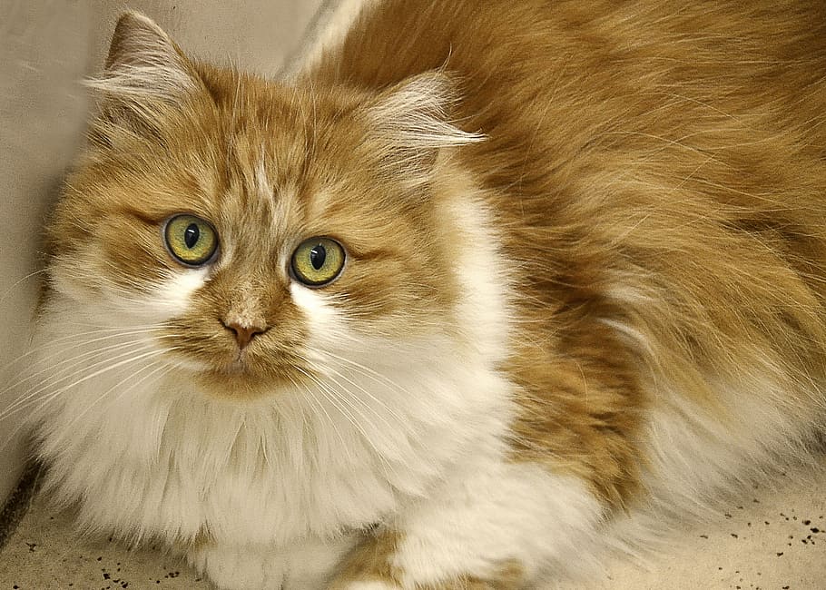 orange, white, cat, prone, surface, long haired, domestic cat, mieze, adidas, cat's eyes