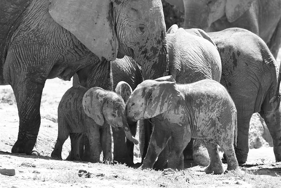 elephant, elephant babies, animal babies, ivory, africa, botswana, safari, animal, nature, mammal