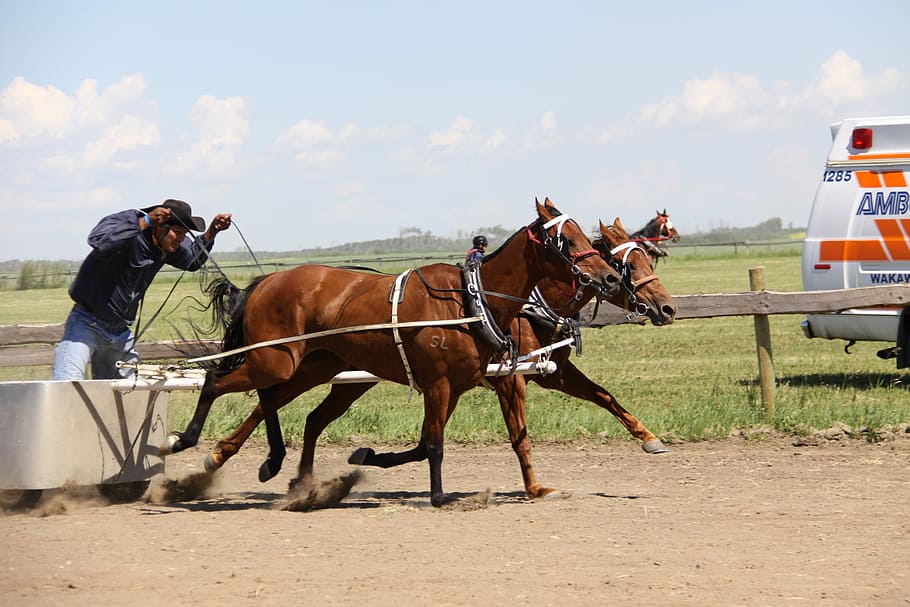 Horse, Chariot, Batoche, riding, horseback riding, field, adult, domestic animals, domestic, mammal