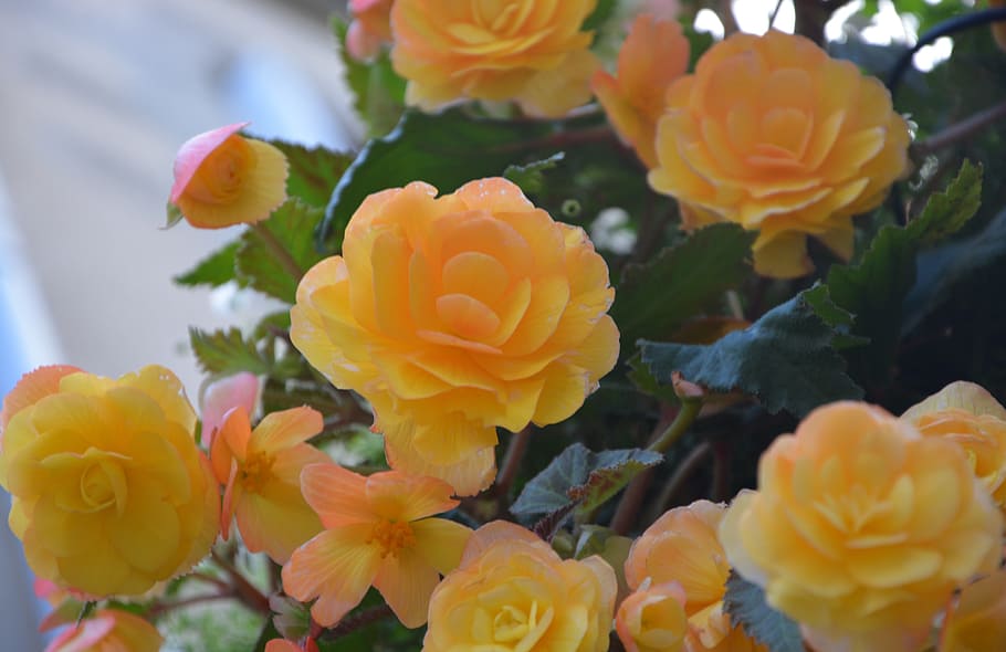 花 黄色いバラ 自然 バラの木 オレンジ 黄色い花 植物学 開花植物 植物 自然の美しさ Pxfuel