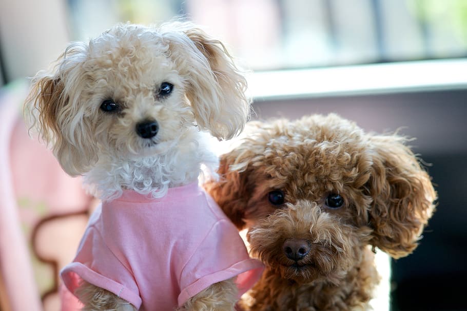 dog, toy poodle, cute, animal, lovers, pet, canine, domestic animals, domestic, pets