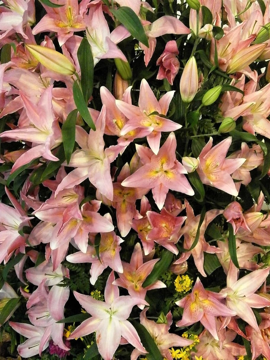 花 テクスチャ ユリ ゆり 白 ピンク 植物 成長 自然の美しさ 葉 Pxfuel