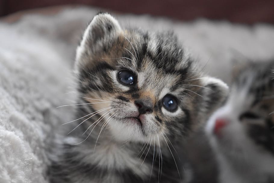cat baby, kitten, cat, domestic cat, pet, cute, sweet, mieze, fluffy, young animal