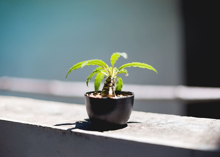 selective, focus photography, potted, bonsai plant, selective focus, photography, bonsai, plant, potted plant, grow