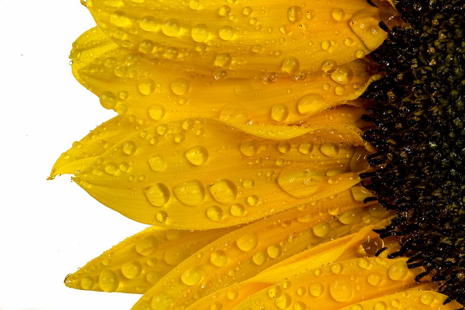 sunflower, yellow, flower, nature, yellow flower, bloom, macro, summer, colorful, water drops