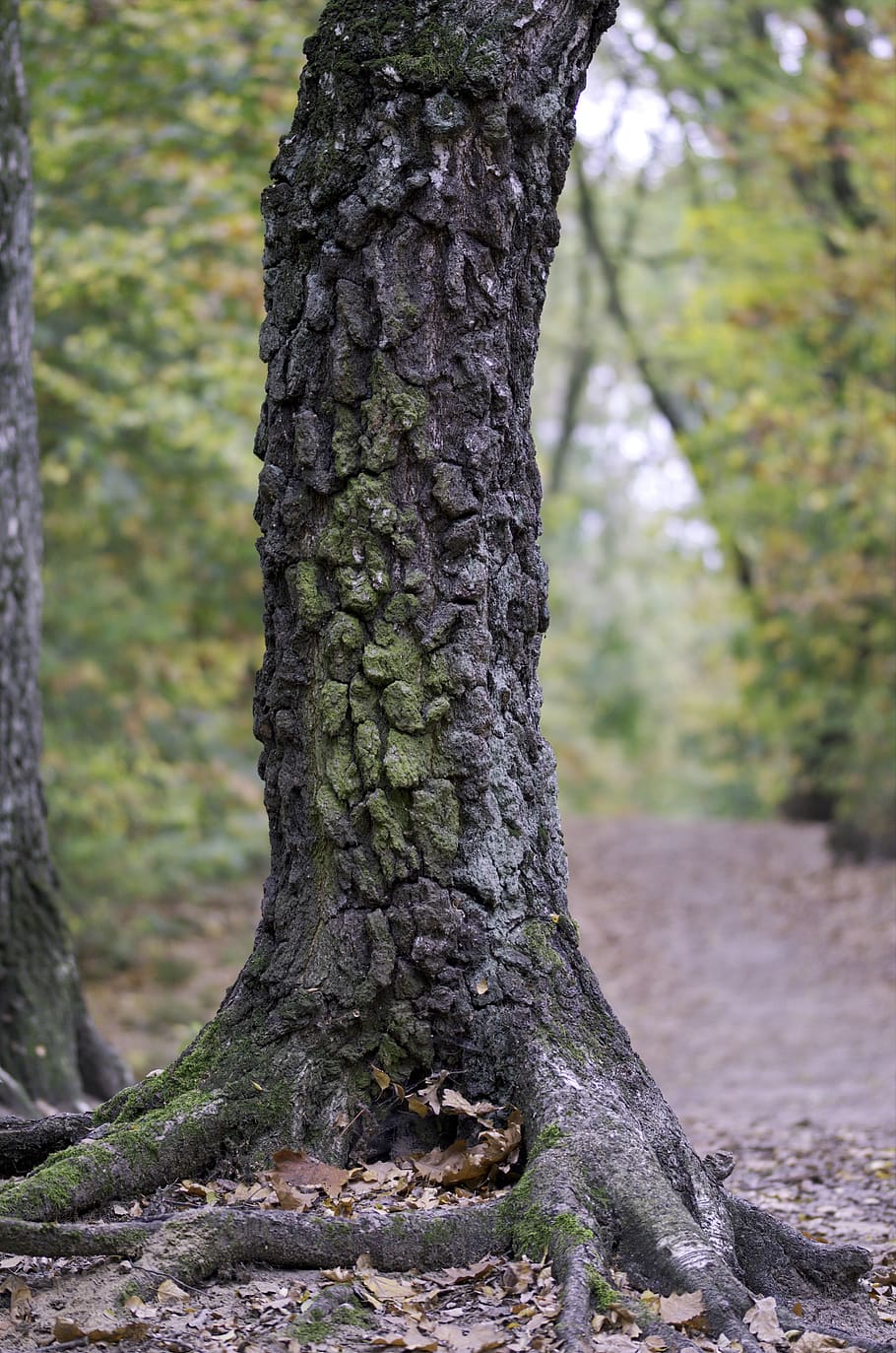 trunk, tree, forest, nature, the roots, autumn, leaves, dry, the shell, tree trunk