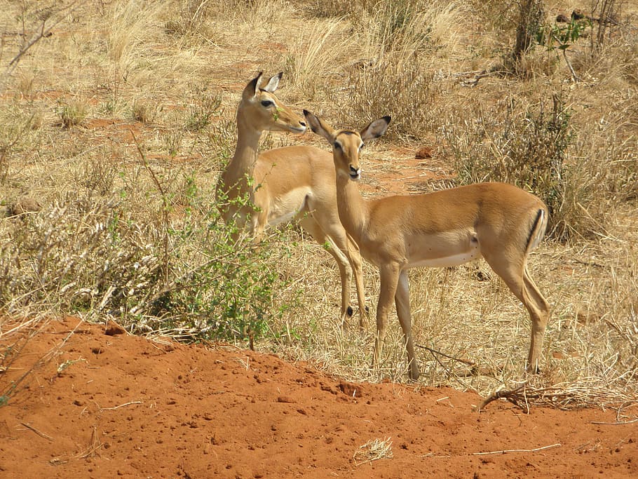 gazelle, kenya, wildlife, africa, animal, wild, nature, park, wilderness, safari
