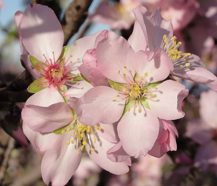 Flower, Almond Tree, almond flower, nature, pistil, blossom, pink color, fragility, close-up, beauty in nature
