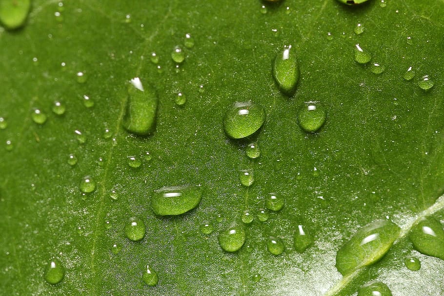 plant, drop of water, water, drip, dewdrop, nature, leaf, dew, green, flower