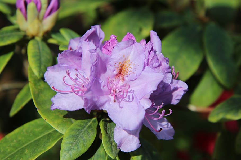 azalea, azalea púrpura, flores rosadas, azalea exterior, color violeta,  flor, planta floreciendo, planta, frescura, belleza en la naturaleza |  Pxfuel