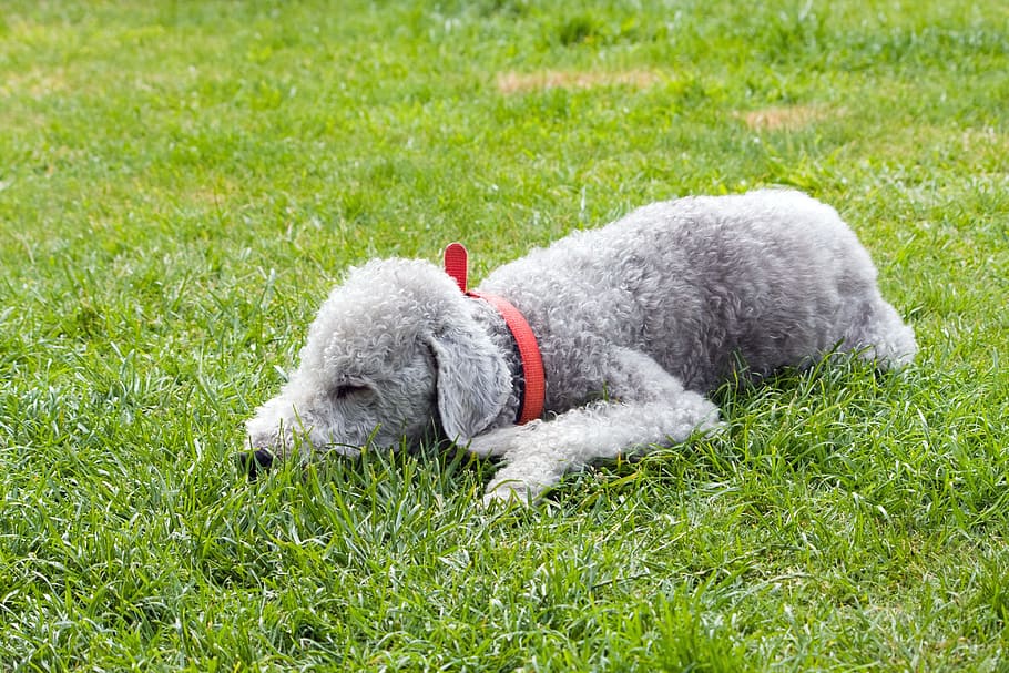 gris, acostado, hierba, Bedlington Terrier, perro, mascota, animal, canino, terrier, bedlington
