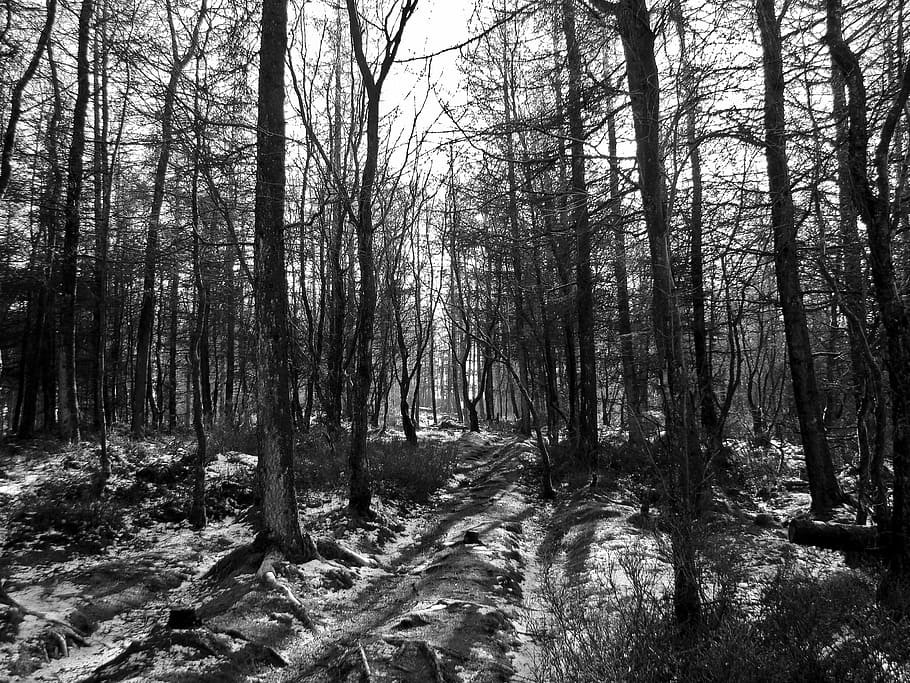 grayscale photography, forest, daytime, black and white, woodland, shadows, winter, bare, trees, rugged