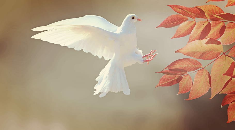 white, dove landing, orange, tree, leaves, white dove, focus, photography, dove, bird