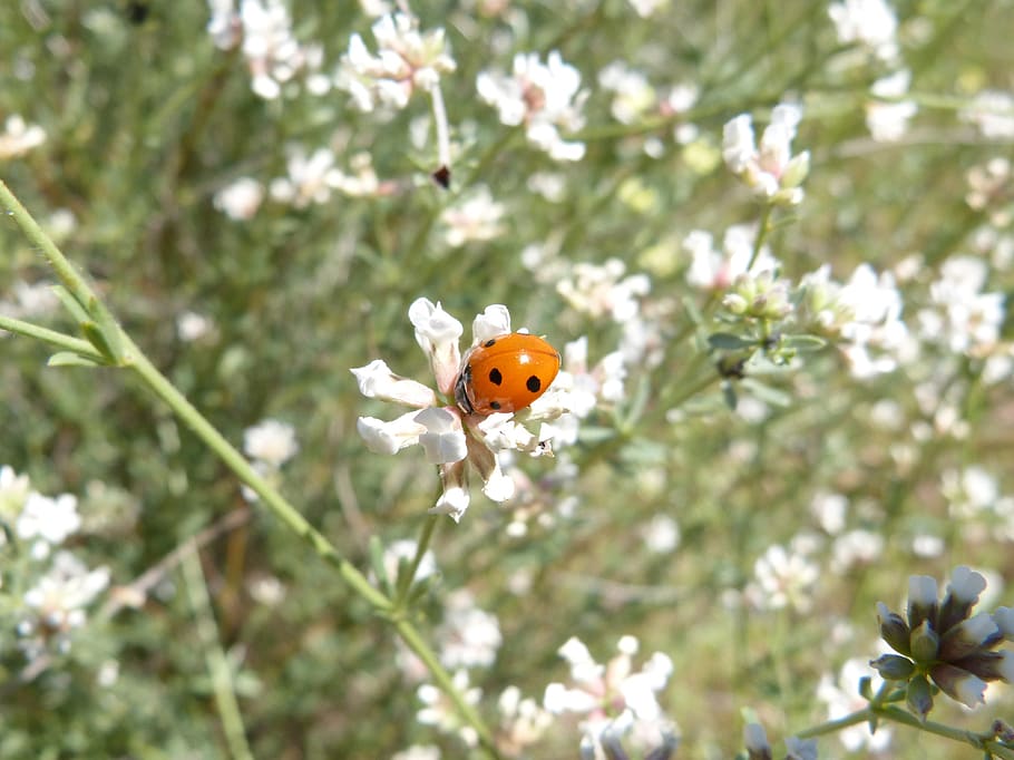 ladybug, bunga, kecil, coccinellidae, coleoptera, tanaman berbunga, menanam, kerentanan, kerapuhan, keindahan di alam