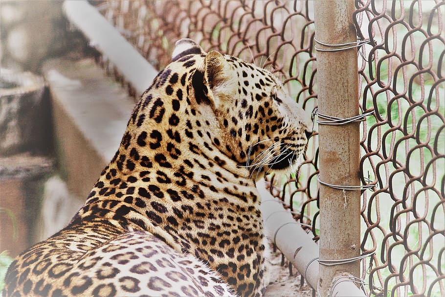 leopard, panthera paradus, animal, zoo, cage, closed, trapped, yellow, carnivore, alone