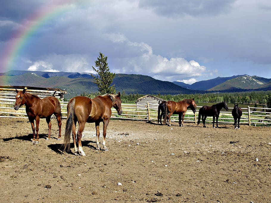 Horses, Horse Riding, Horseback Riding, tourism, landscape, animal, nature, mountain, cariboo, british columbia