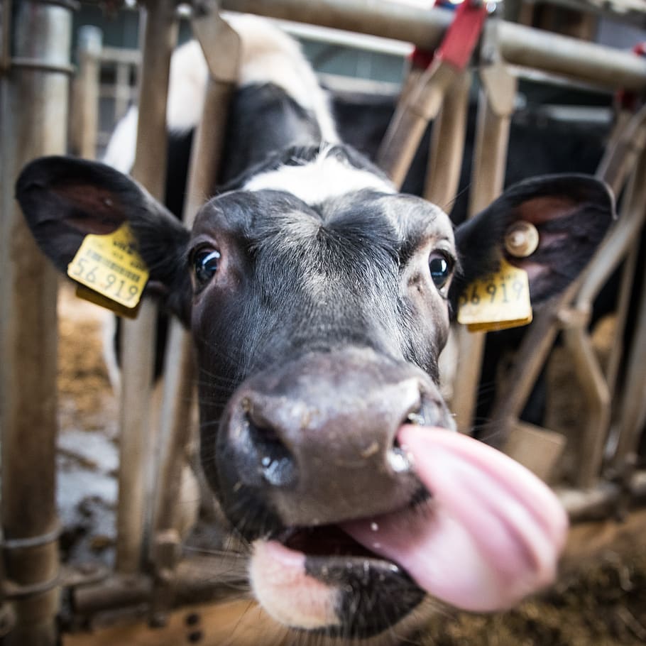 vaca lechera, vaca, carne de res, vacas lecheras, ganado vacuno, vacas, agricultura, rumiantes, ganado, establo