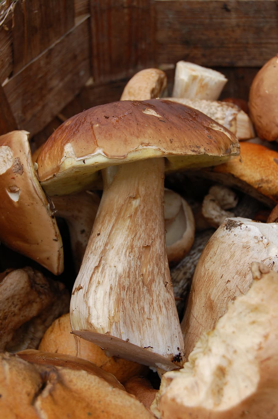 mushroom, white mushroom, basket, mushrooms, forest, in the fall of, nature, tree fungus, fungus, food