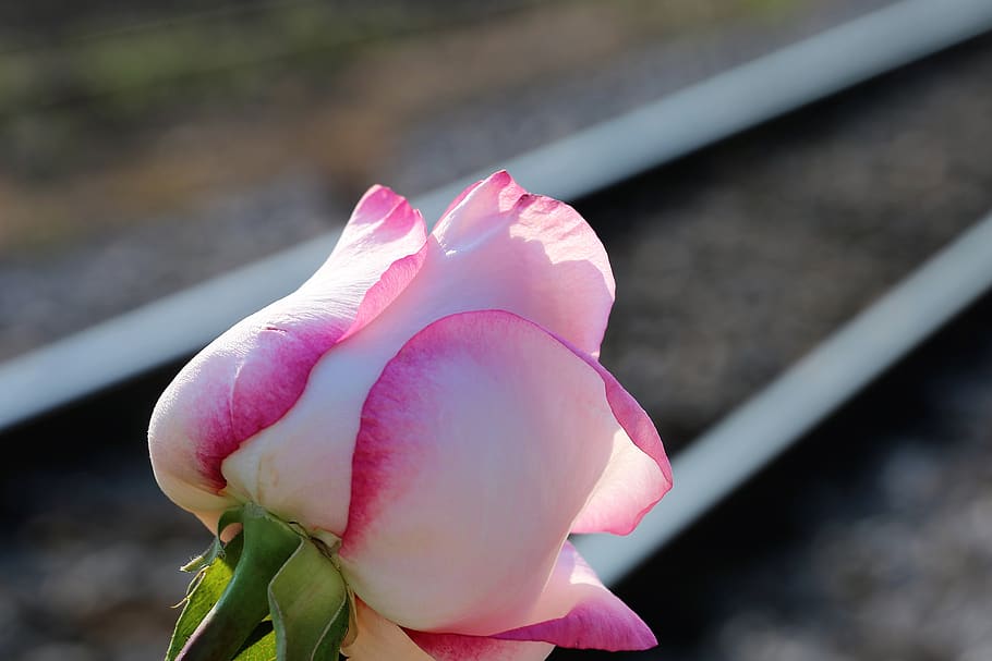 white pink rose, near railway, colorful, bloom, bright, leaves, nature, outdoor, flowering plant, flower