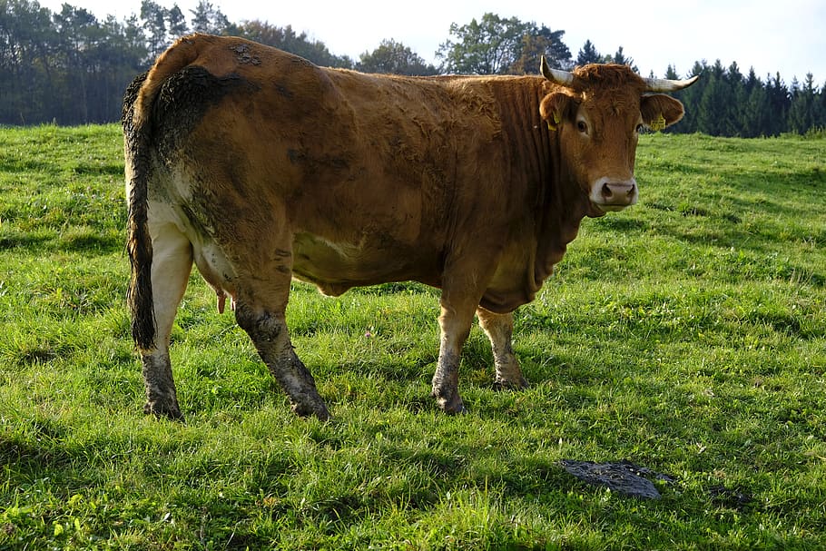 animal, cow, beef, landscape, green, nature, meadow, pasture, cow dung, fertilizer