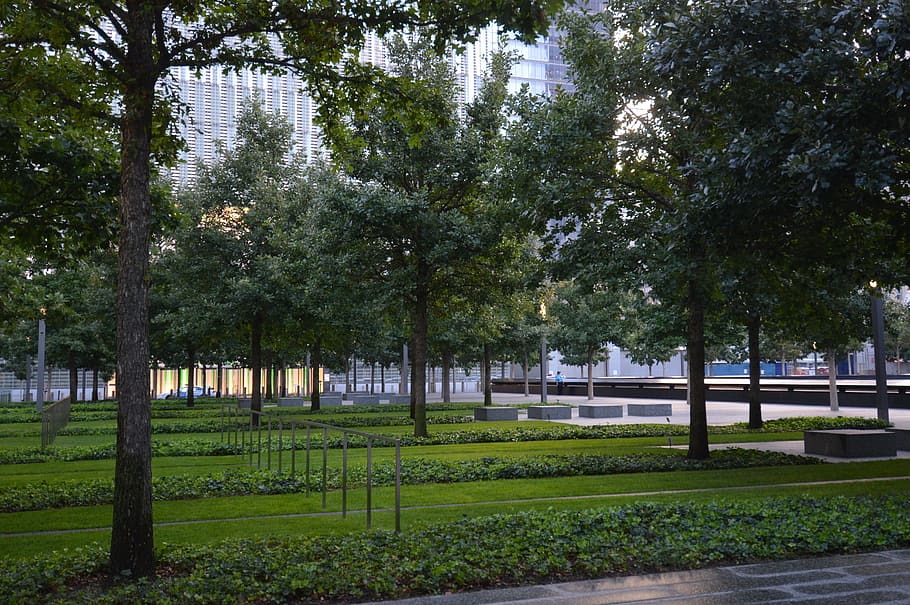 Trees at 9/11 Plaza
