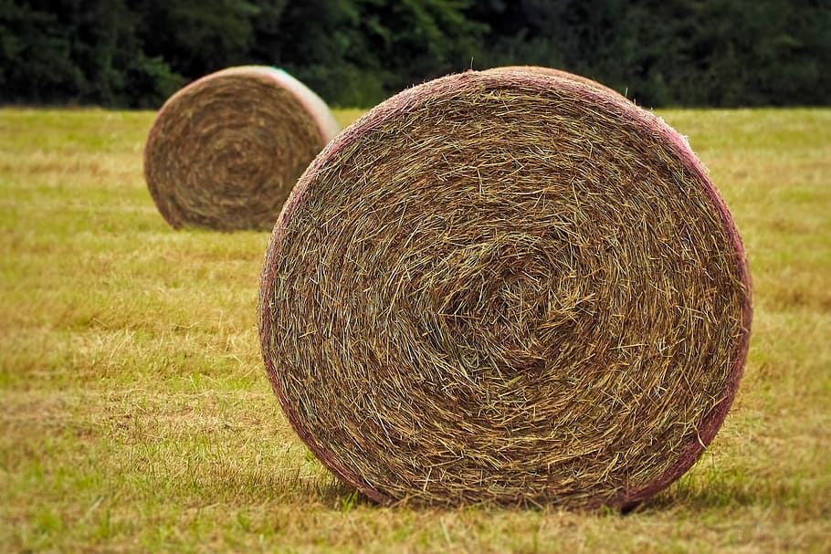 harvest, field, agriculture, landscape, round bales, bale, nature, summer, hay, hay bales