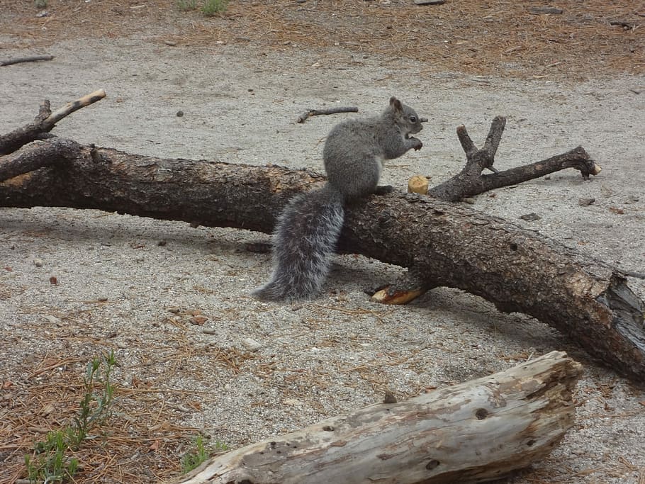 Squirrel, Outside, Nature, animal wildlife, animals in the wild, animal themes, day, outdoors, animal, mammal